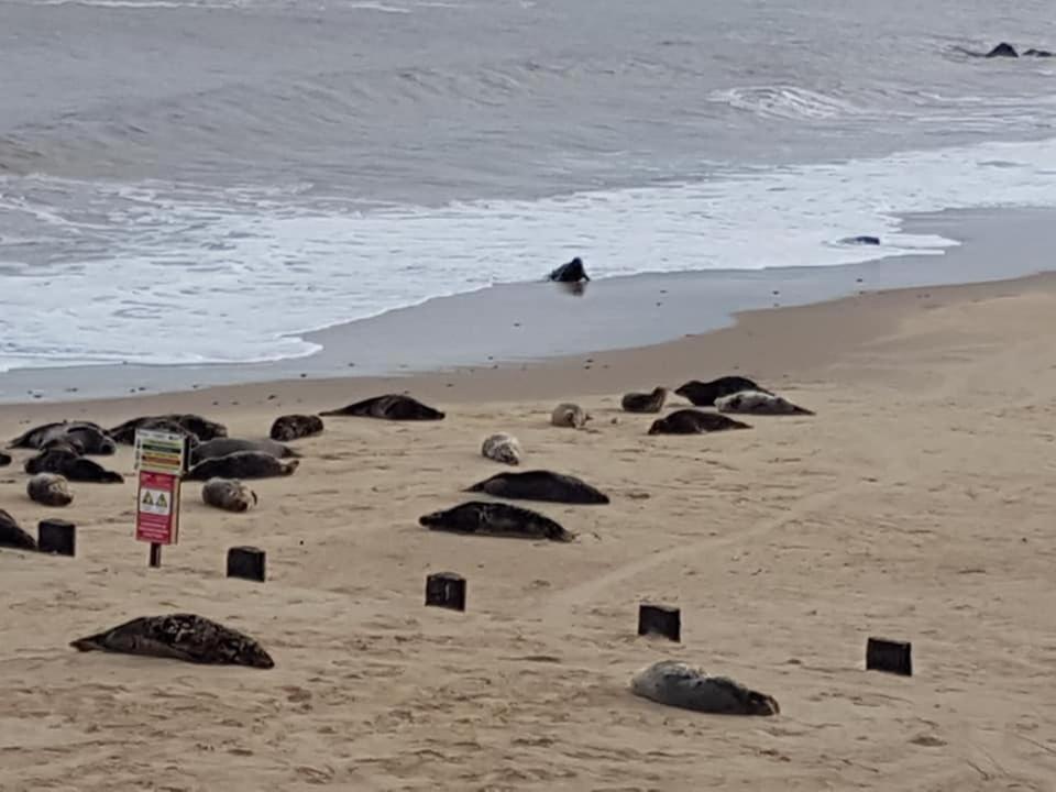 Sea Palling Coastal Terrace Dogs Welcome Optional Hot Tubヴィラ エクステリア 写真