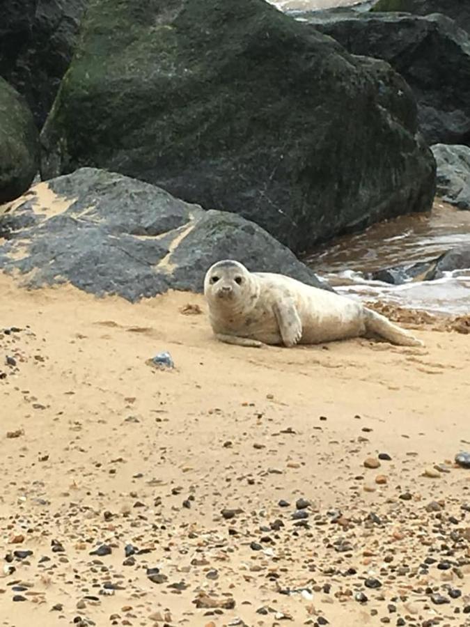 Sea Palling Coastal Terrace Dogs Welcome Optional Hot Tubヴィラ エクステリア 写真